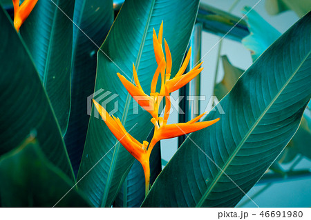 Heliconia psittacorum or Golden Torch flowers Heliconia psittacorum or Golden Torch flowers 46691980