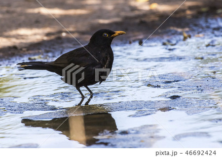 Blackbird (Turdus merula) takes a bath 46692424