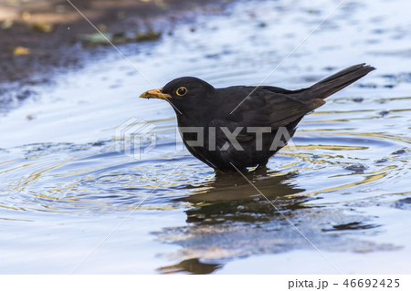 Blackbird (Turdus merula) takes a bath Blackbird (Turdus merula) takes a bath 46692425