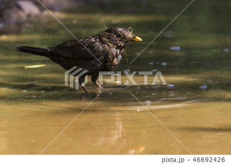 Blackbird (Turdus merula) takes a bath 46692426