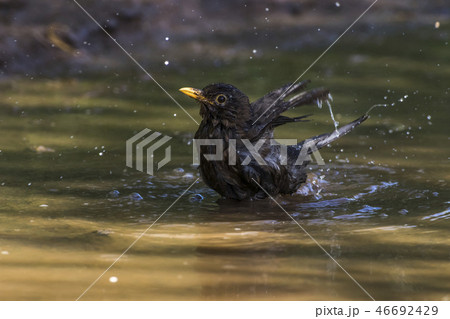 Blackbird (Turdus merula) takes a bath 46692429