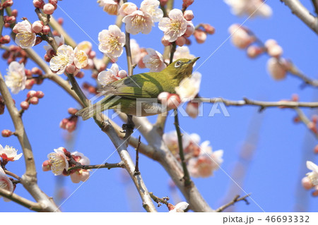 ピンク色の梅の花とメジロの写真素材