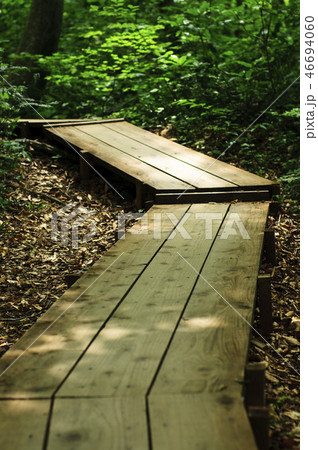 木漏れ日の木道 46694060