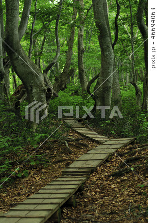 薄暗い木道 46694063