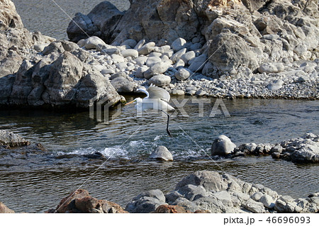 ハンター ハンター 46696093