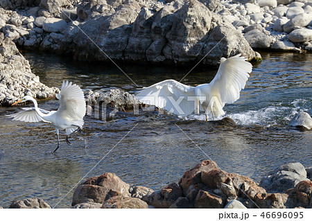 ハンター 46696095