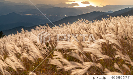 秋のススキ 秋のススキ 46696577