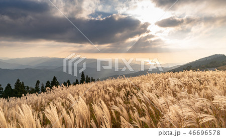 秋のススキ 46696578