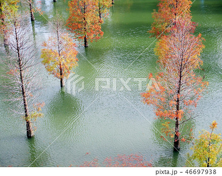 木 ツリー 樹 46697938