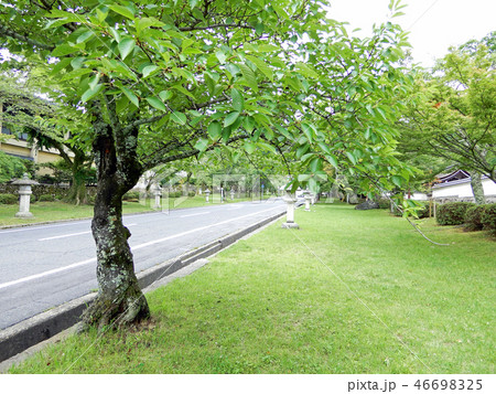 初夏の坂本　日吉馬場　 46698325