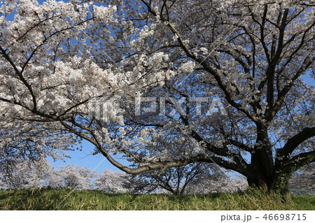 高田川　満開の桜 46698715