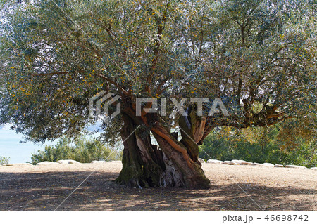 【小豆島】樹齢千年のオリーブ大樹（樹齢千年のオリーヴ大樹） 46698742