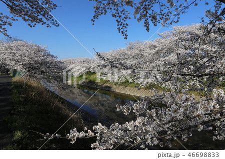 高田川　満開の桜 46698833