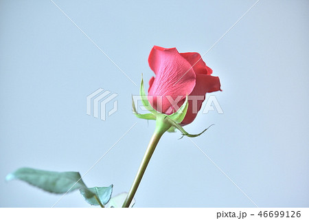 赤い薔薇 46699126