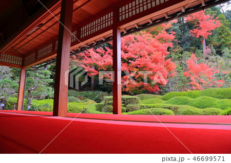 紅葉の大池寺 46699571