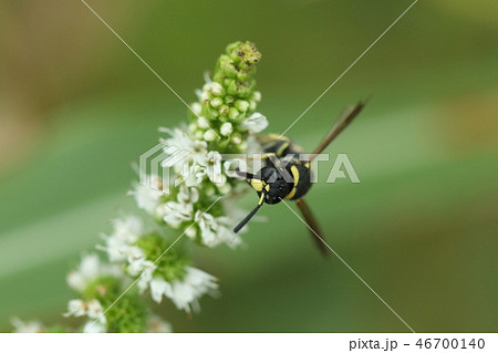 生き物 昆虫 ミカドドロバチ、一センチ前後の小さなハチ。黄色い鼻(頭盾)はオスの目印 生き物 昆虫 ミカドドロバチ、一センチ前後の小さなハチ。黄色い鼻(頭盾)はオスの目印 46700140