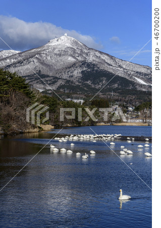 むつ市芦崎湾 釜臥山と白鳥 むつ市芦崎湾 釜臥山と白鳥 46700200