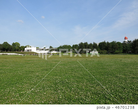 シロツメクサの花に覆われた潮風公園の太陽の広場 46701238