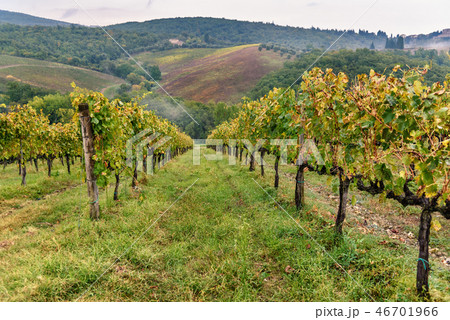 Vineyard in Chianti region in province of Siena 46701966