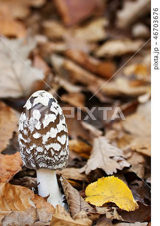 Coprinus picaceus 46703676