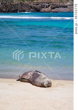 ハワイ・ハナウマ湾のアザラシ 46703770