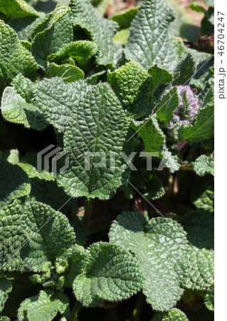 ポリジの葉 46704247