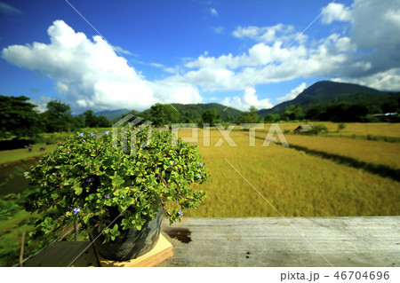 Wooden balconies and rice fields Wooden balconies and rice fields 46704696