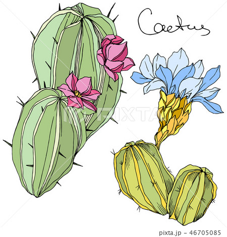 Vector Cacti floral botanical flower. Green and blue engraved ink art. Isolated cacti illustration 46705085