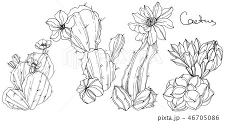 Vector Cacti floral botanical flower. Black and white engraved ink art. Isolated cacti illustration 46705086