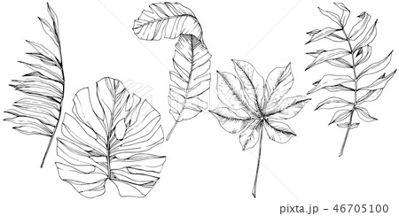 Exotic tropical hawaiian summer. Black and white engraved ink art. Isolated leaf illustration 46705100