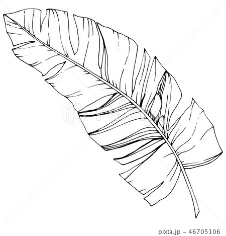 Exotic tropical hawaiian summer. Black and white engraved ink art. Isolated leaf illustration 46705106