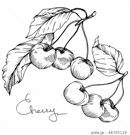 Vector Cherry fruit. Black and white engraved ink art. Isolated berry illustration element on white Vector Cherry fruit. Black and white engraved ink art. Isolated berry illustration element on white 46705129