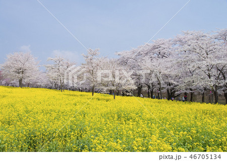 赤城南面千本桜 赤城南面千本桜 46705134