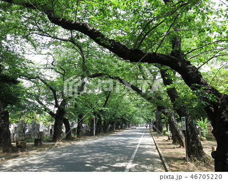 新緑が美しい春の谷中霊園(さくら通り) 新緑が美しい春の谷中霊園(さくら通り) 46705220