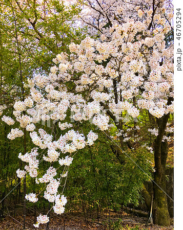 桜 春 春の花 46705294