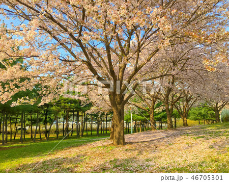 桜 春 春の花 46705301