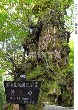 屋久島　倒木前の翁杉 46705444