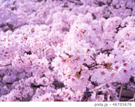 満開の桜 満開の桜 46705676