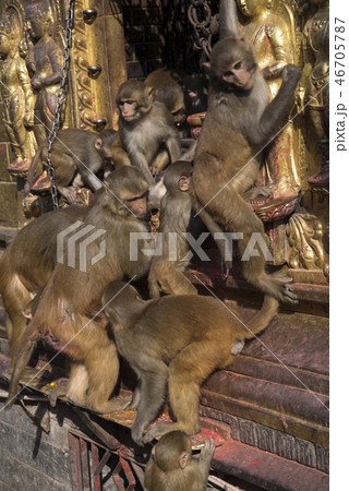 Monkeys in Pashupatinath 46705787