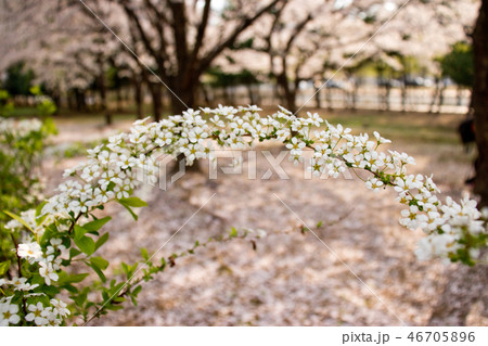 萩の花 シモツケ 春 46705896