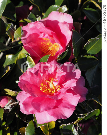 サザンカ（山茶花）自然質感 46705979