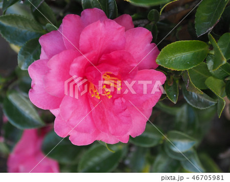 サザンカ（山茶花）自然質感 46705981