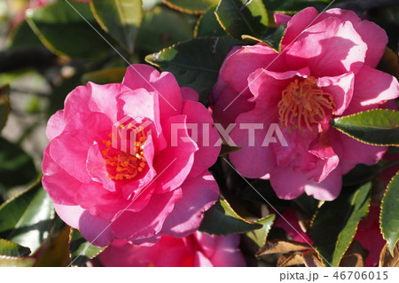 サザンカ（山茶花）自然質感 46706015