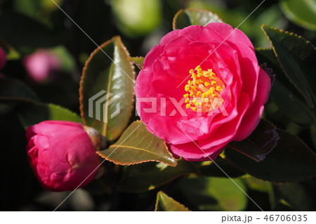 サザンカ(山茶花)自然質感 サザンカ(山茶花)自然質感 46706035