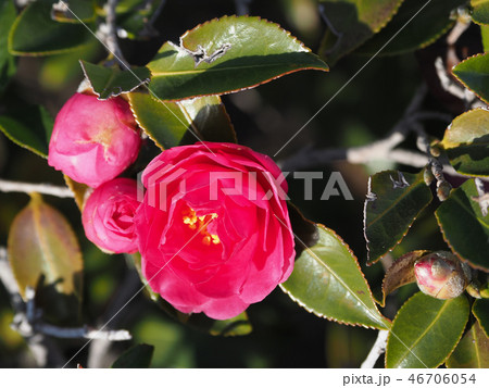 サザンカ(山茶花)自然質感 サザンカ(山茶花)自然質感 46706054