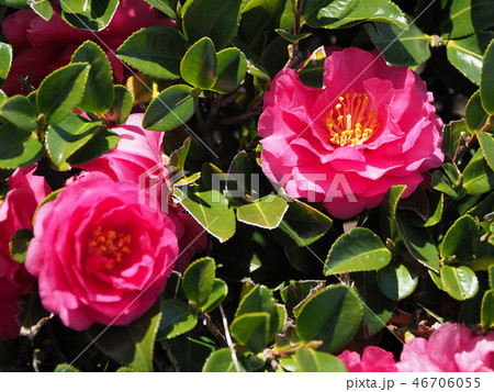 サザンカ(山茶花)自然質感 サザンカ(山茶花)自然質感 46706055