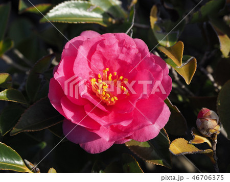 サザンカ(山茶花)自然質感 サザンカ(山茶花)自然質感 46706375