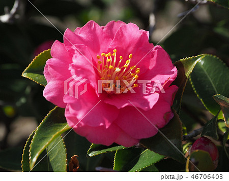 サザンカ（山茶花）自然質感 46706403