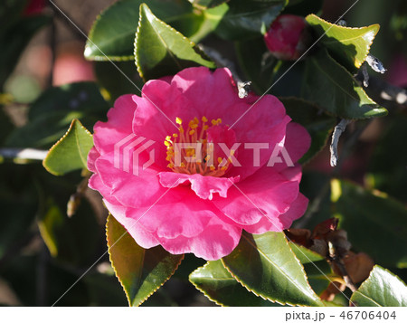 サザンカ(山茶花)自然質感 サザンカ(山茶花)自然質感 46706404