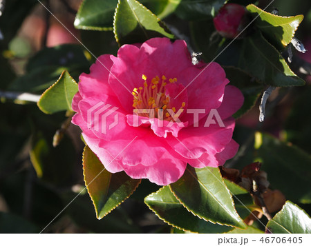 サザンカ（山茶花）自然質感 46706405